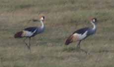 Crested Crane