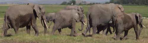 Elephants up close