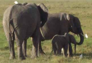 Elephant Family