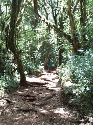 Trail through the rain forest