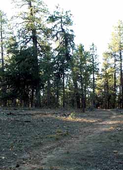 The trail on the very top of Secret Mountain