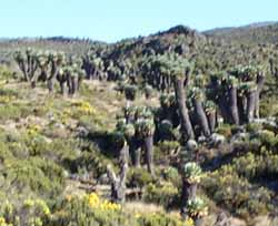 Senecio Cottonii that look alot like Joshua Trees to me